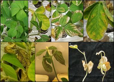 Mellein: Production in culture by Macrophomina phaseolina isolates from soybean plants exhibiting symptoms of charcoal rot and its role in pathology